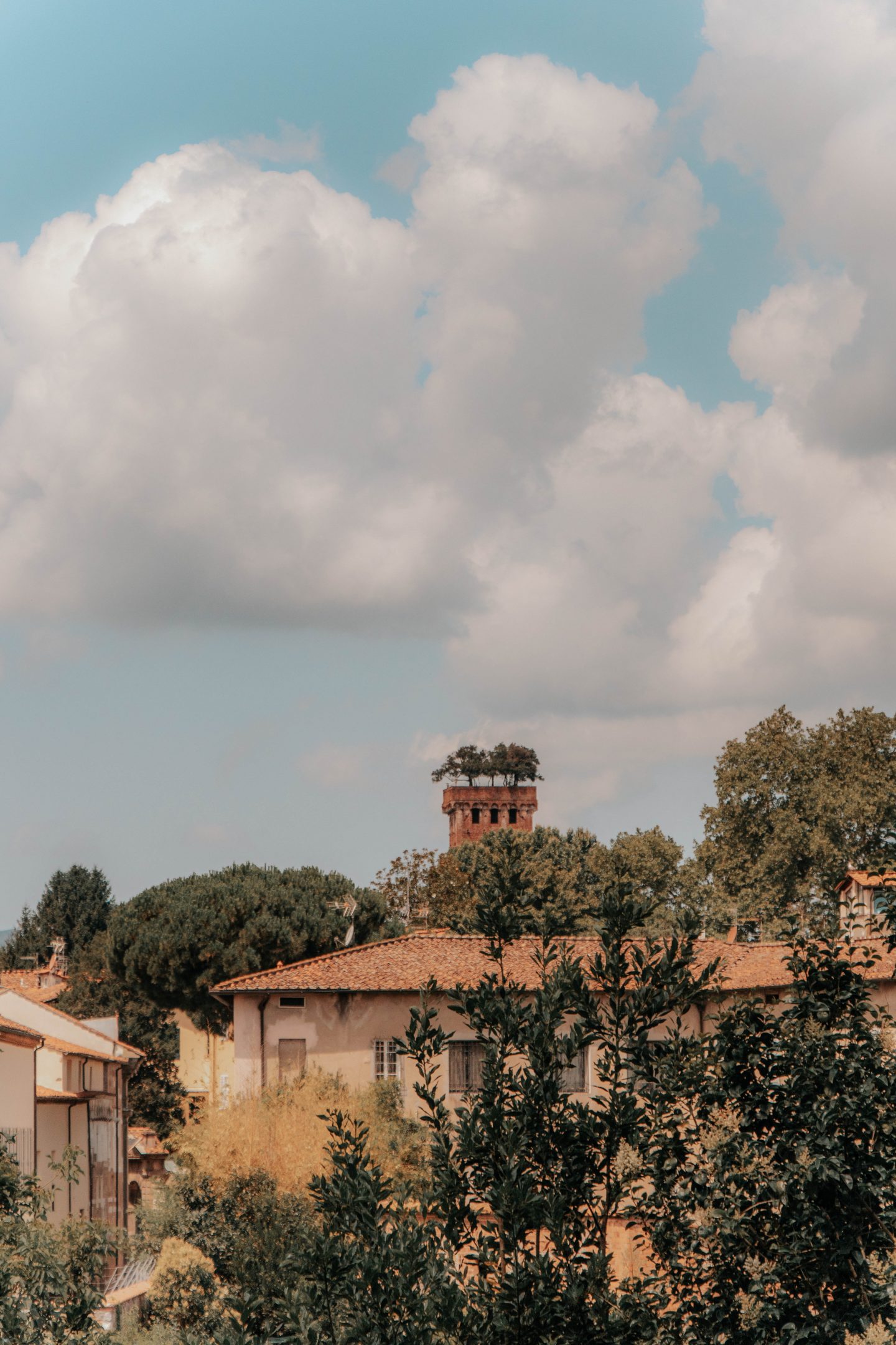 Trees in Tuscany on top of Torre Guinigi