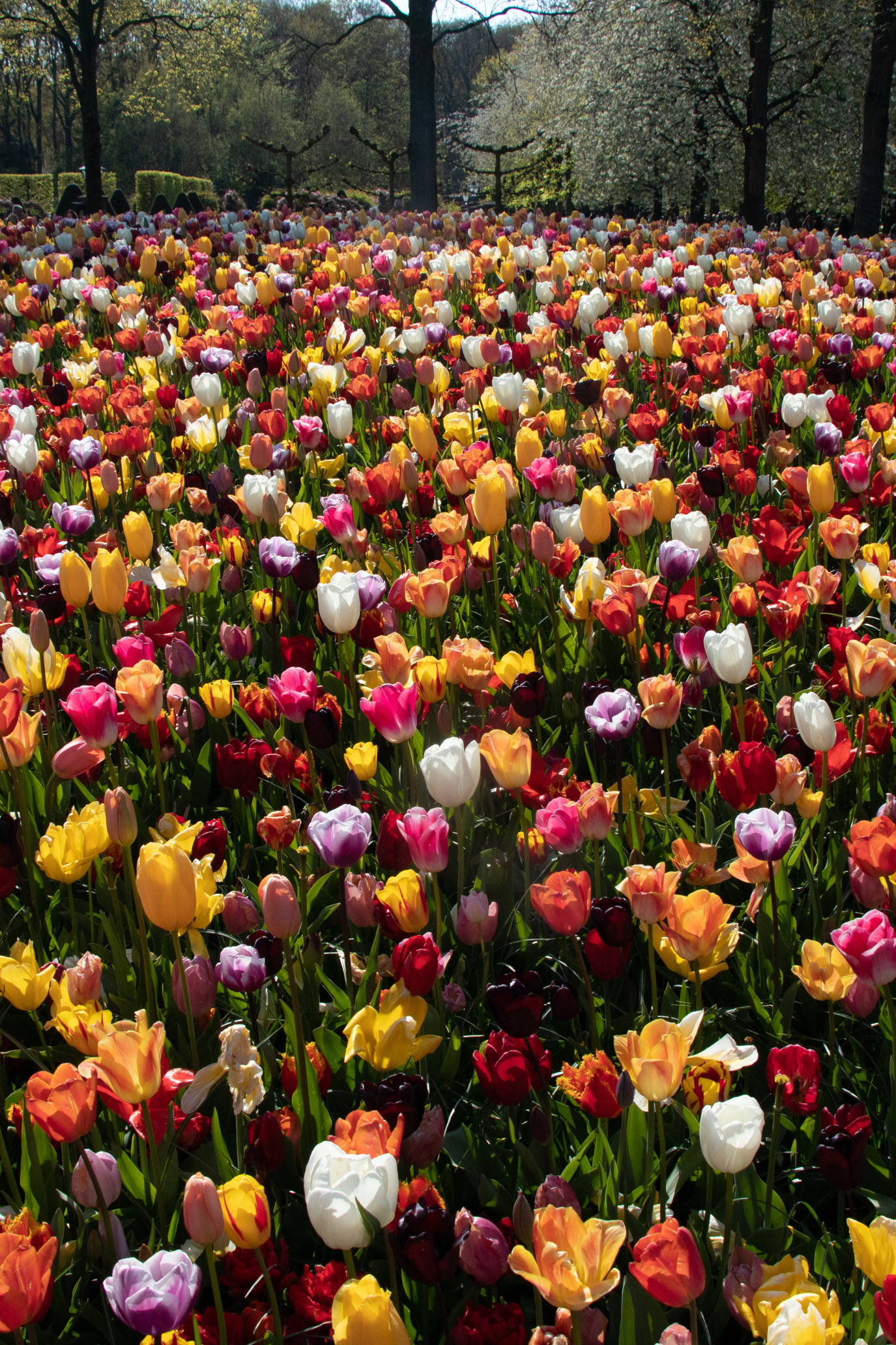 Amsterdam to Keukenhof Gardens: How To See The World’s Best Tulips in 2024