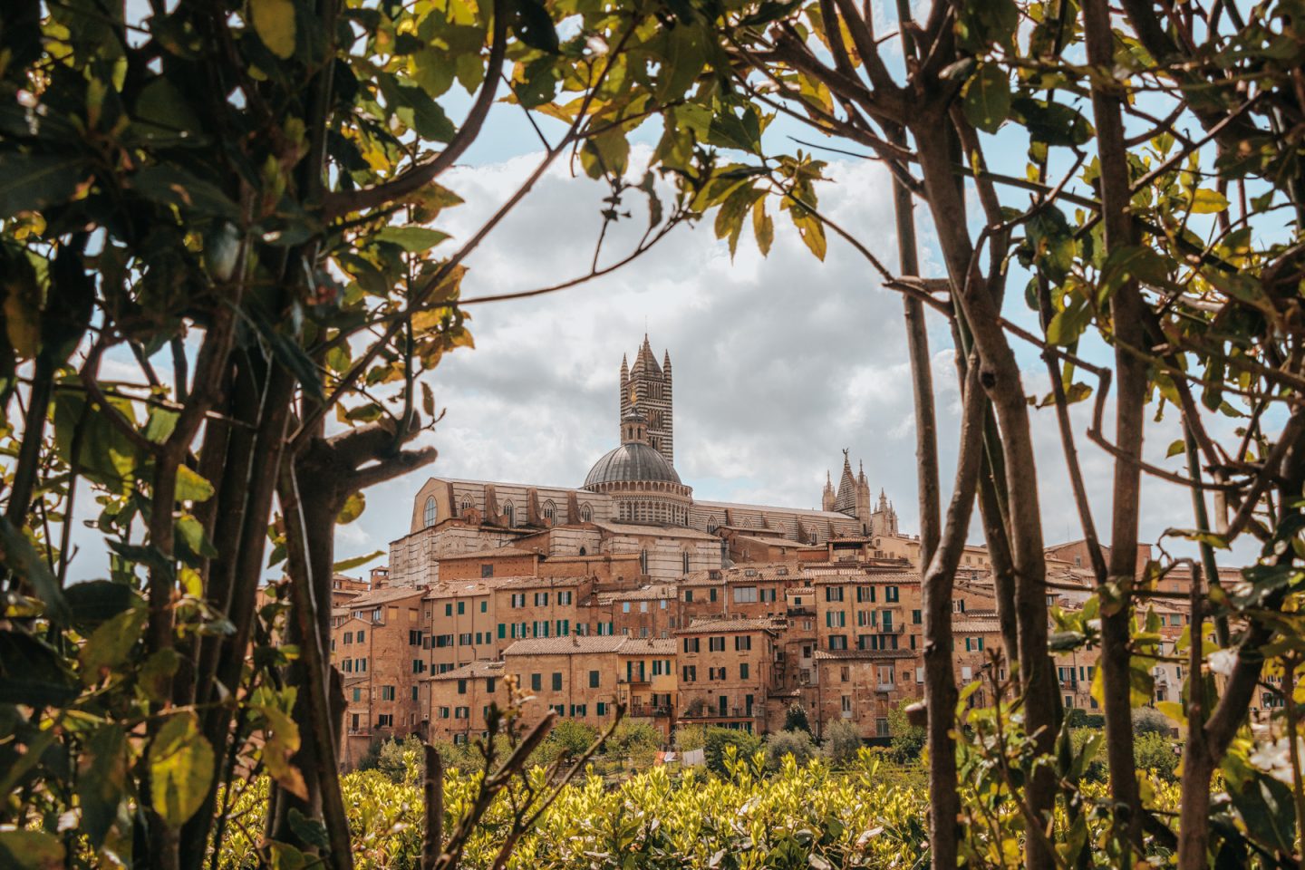 Siena cathedral among medieval houses framed by green vines