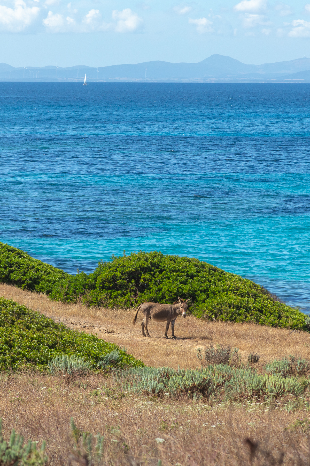 Ultimate Guide to Asinara National Park in Sardinia, Italy: An Unforgettable Day Trip